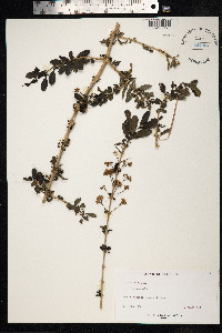 Image of Randia aculeata