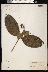 Image of Posoqueria latifolia