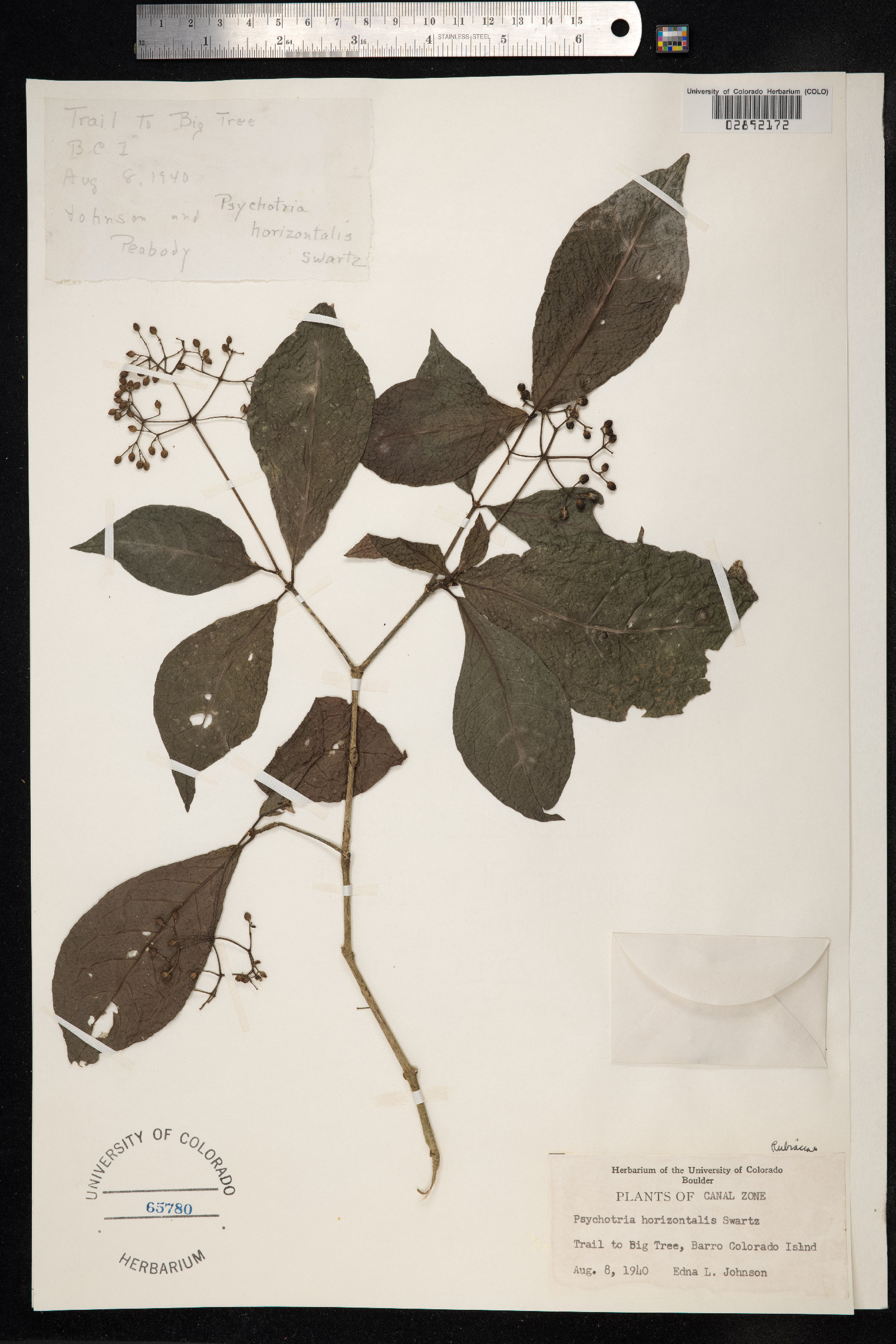 Psychotria horizontalis image