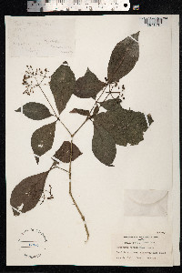 Psychotria horizontalis image