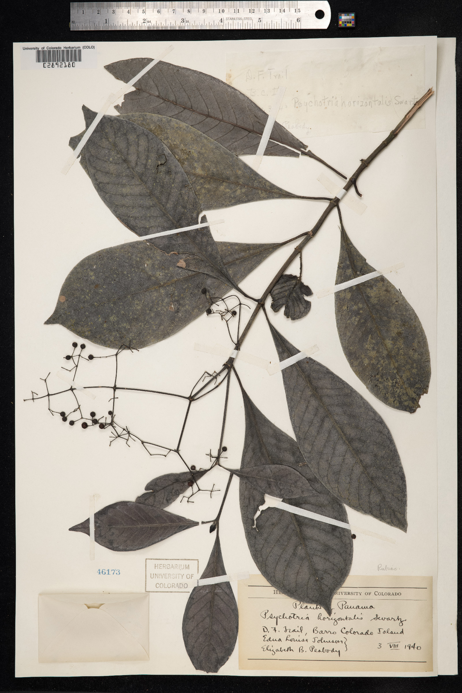 Psychotria horizontalis image