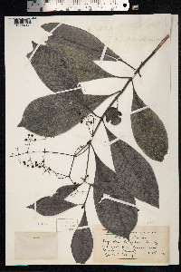Image of Psychotria horizontalis