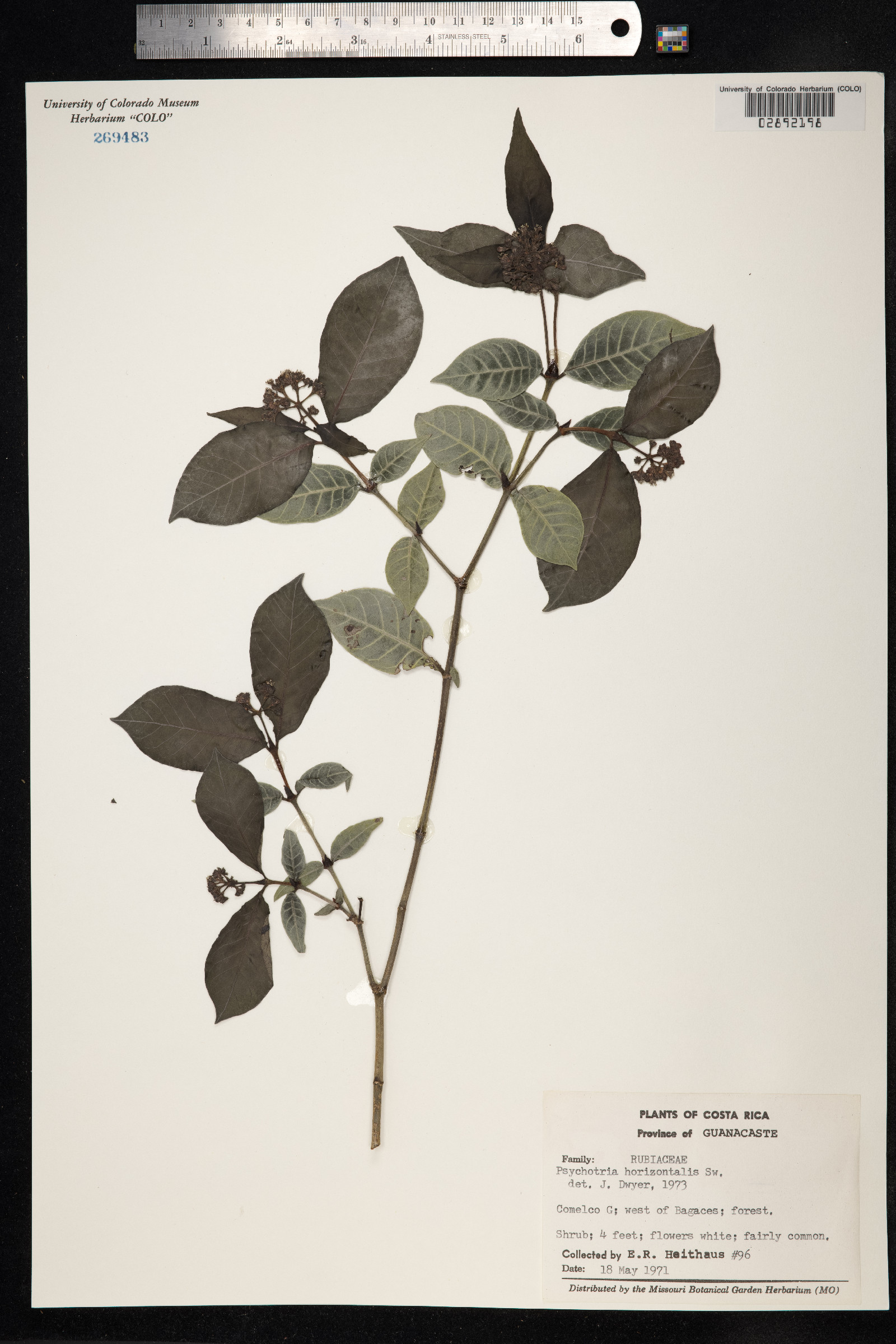 Psychotria horizontalis image