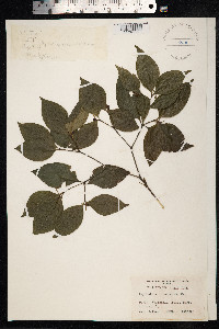 Image of Psychotria involucrata