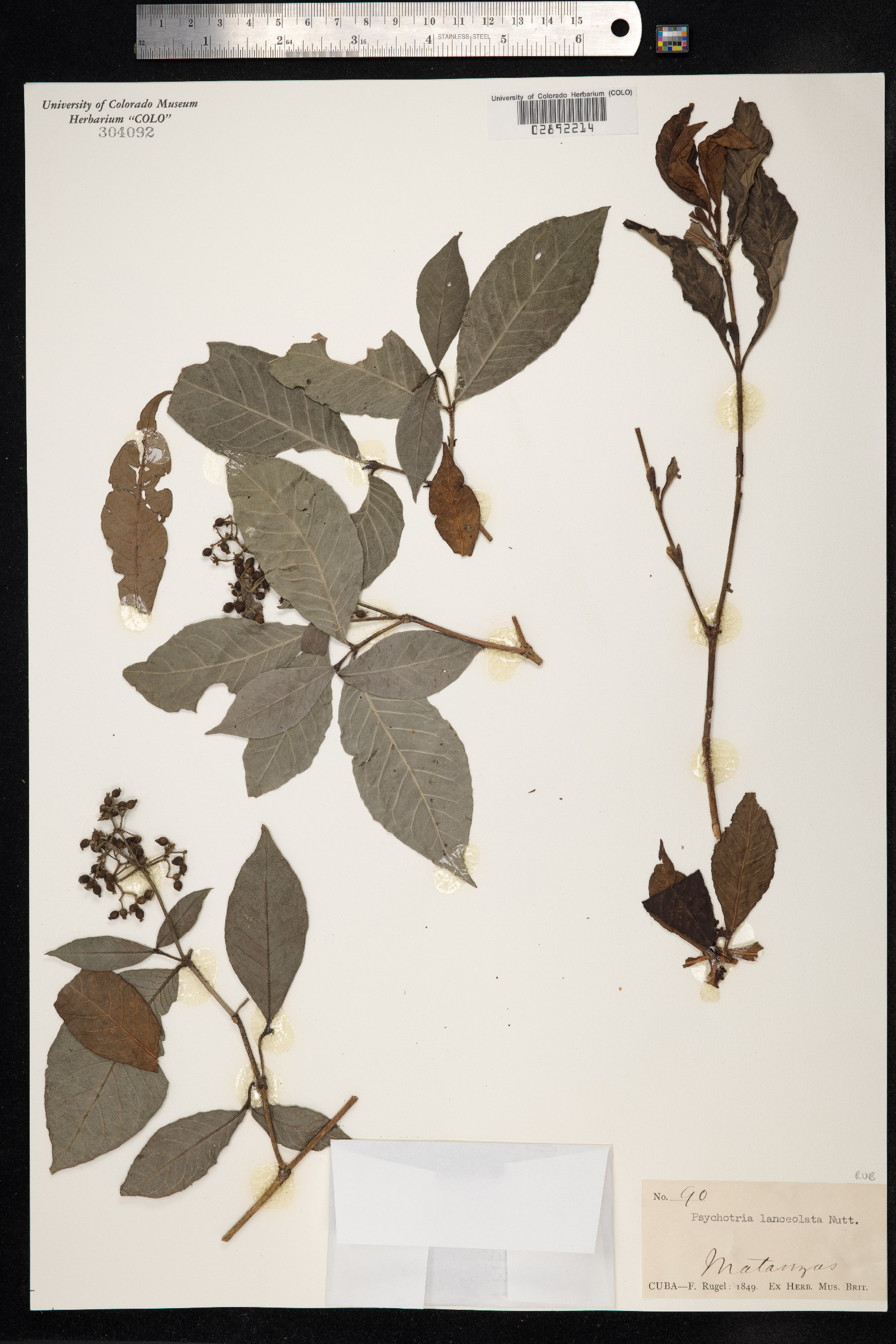 Psychotria nervosa image