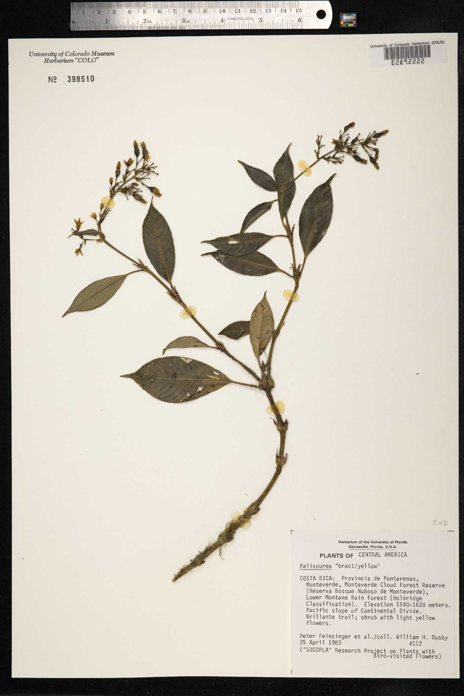 Palicourea image