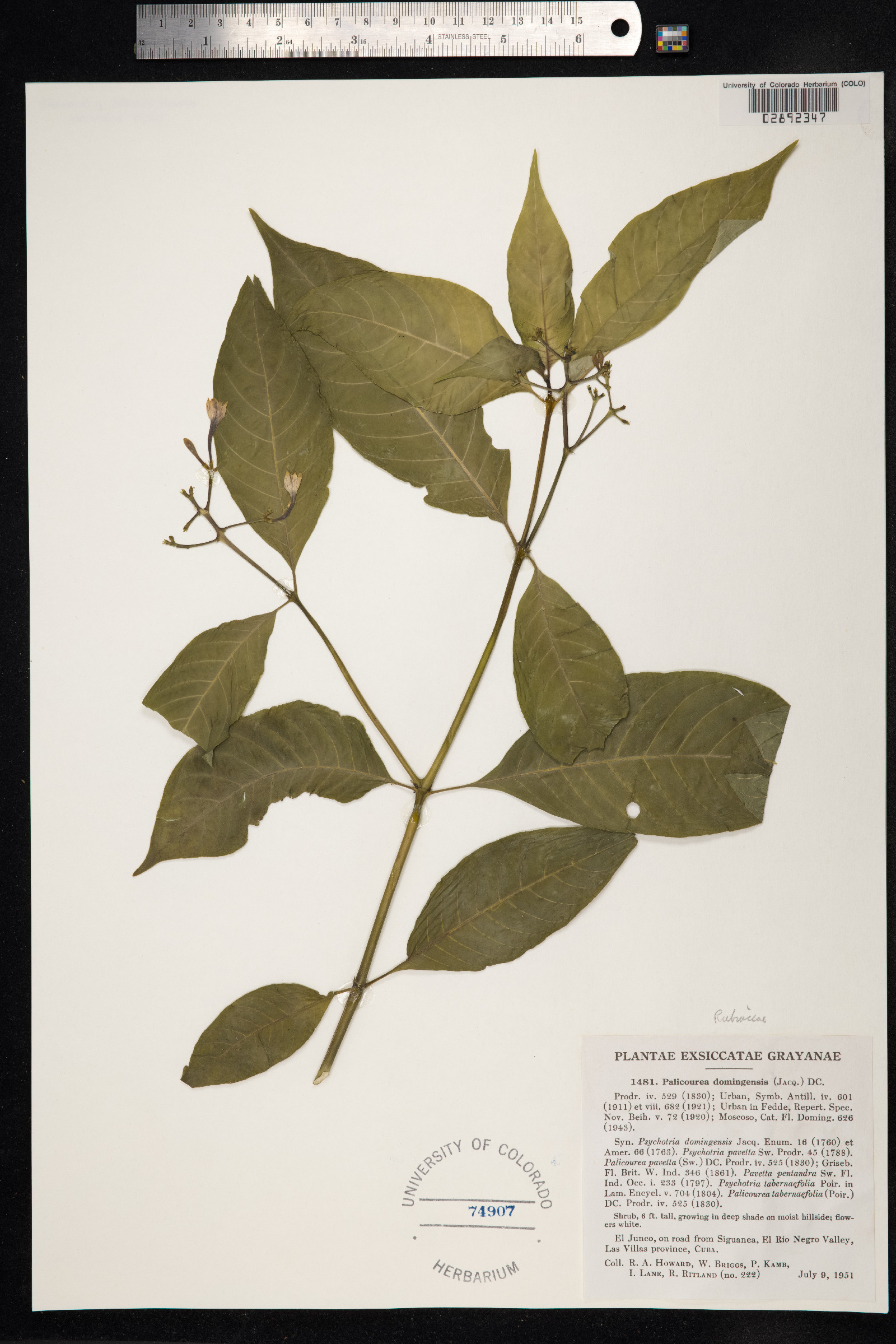 Palicourea domingensis image