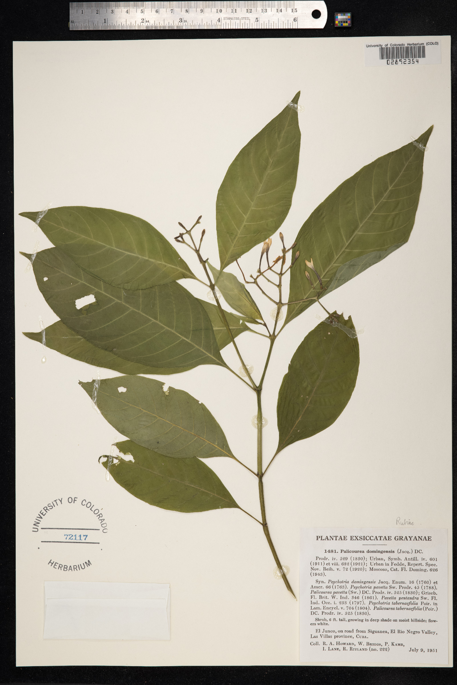 Palicourea domingensis image