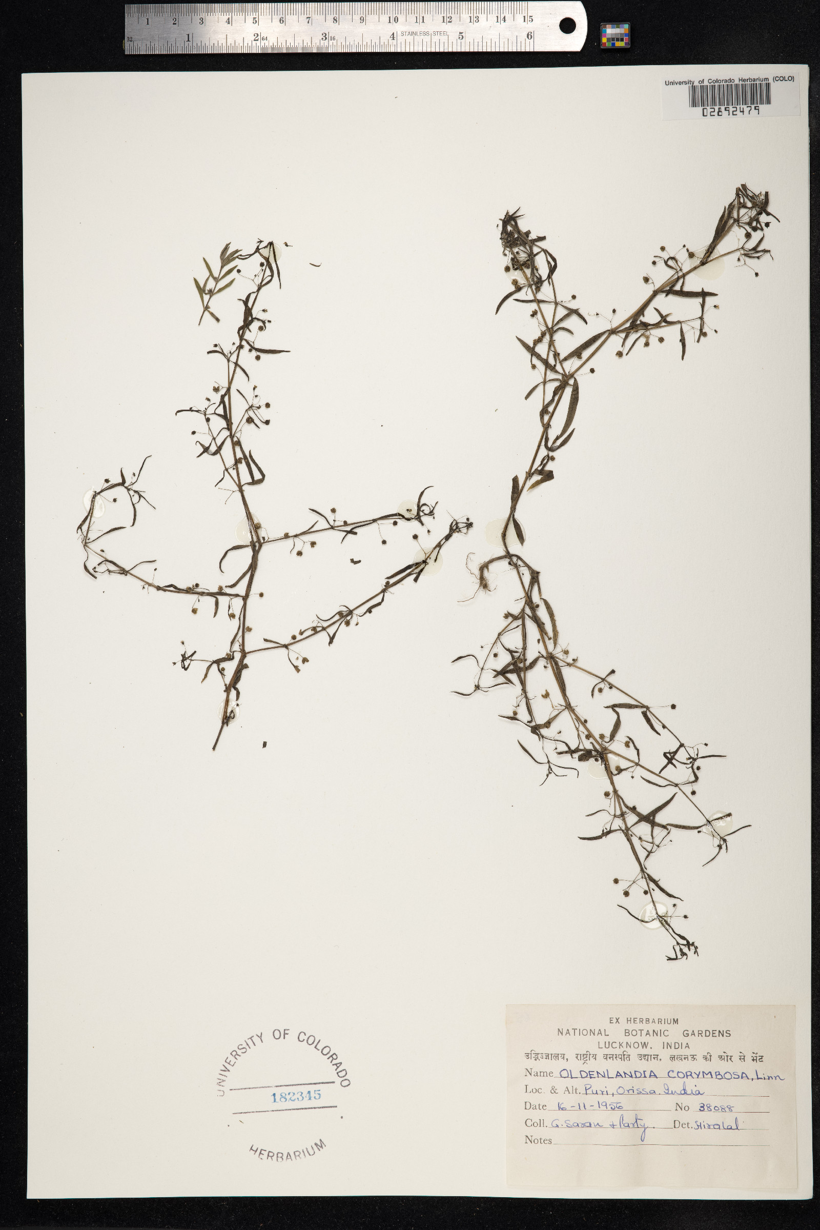 Oldenlandia corymbosa image