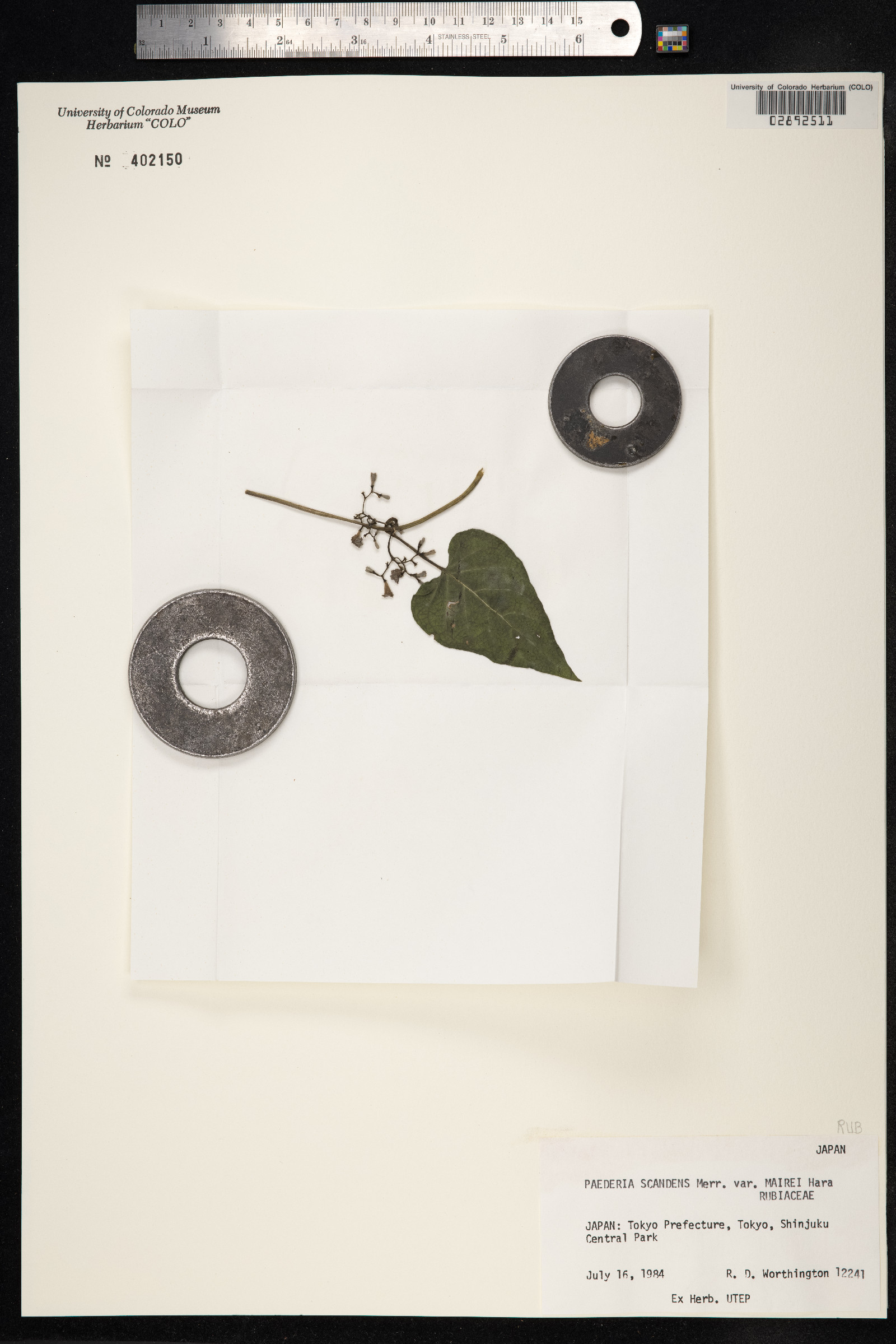Paederia image