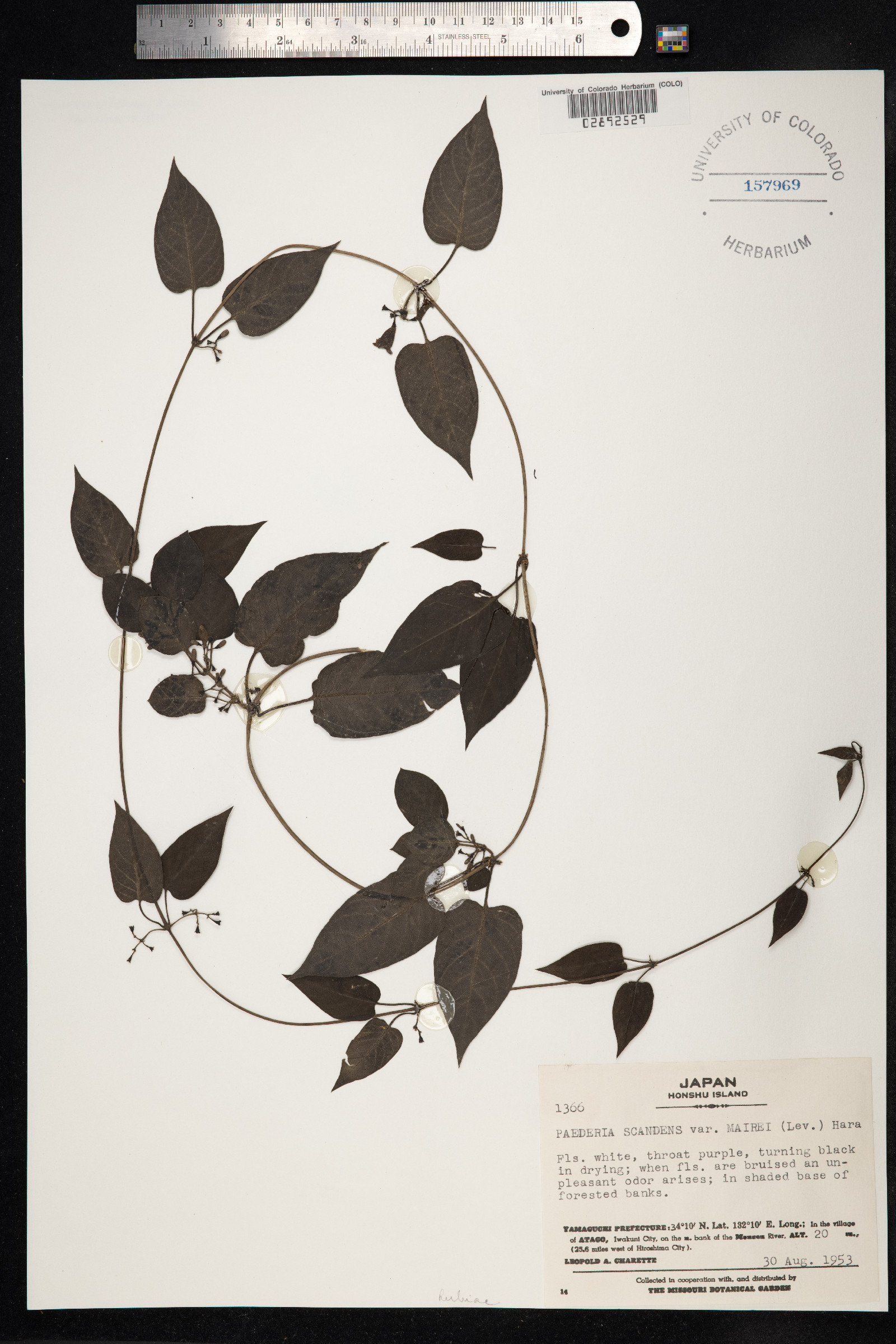 Paederia foetida image