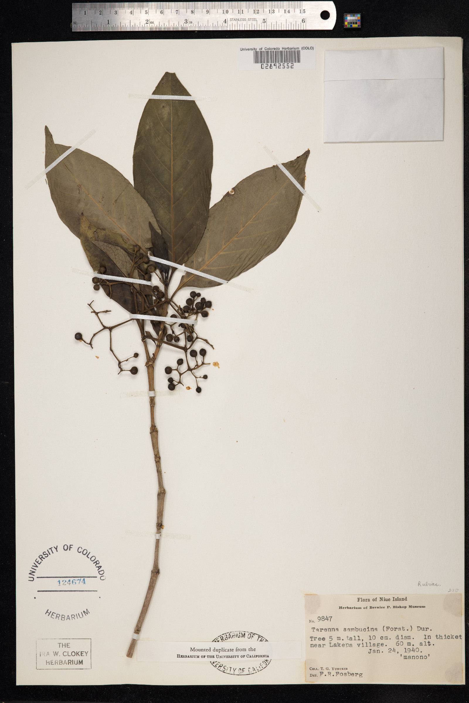 Tarenna sambucina image