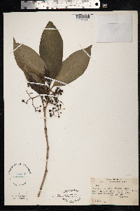 Tarenna sambucina image