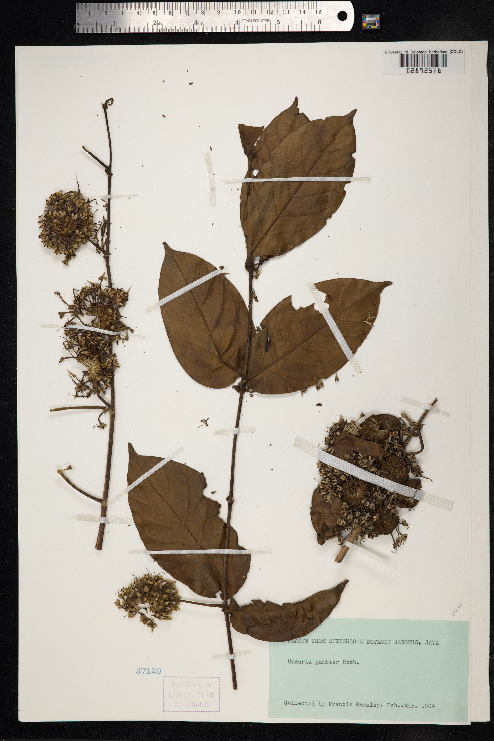Uncaria image