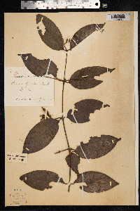 Image of Uncaria gambir