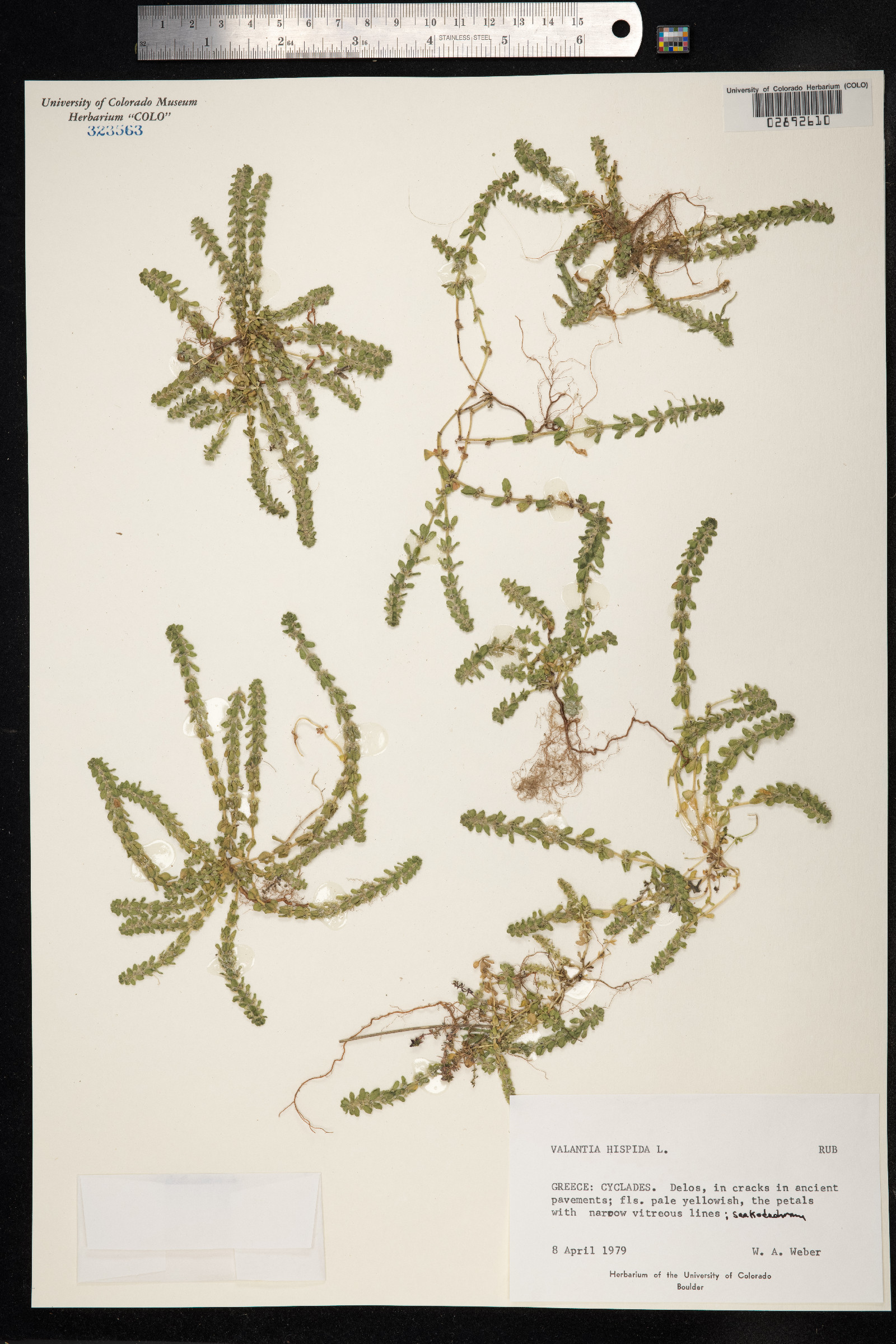 Valantia hispida image
