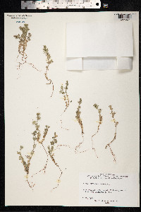 Sherardia arvensis image