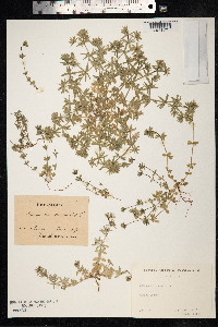 Sherardia arvensis image