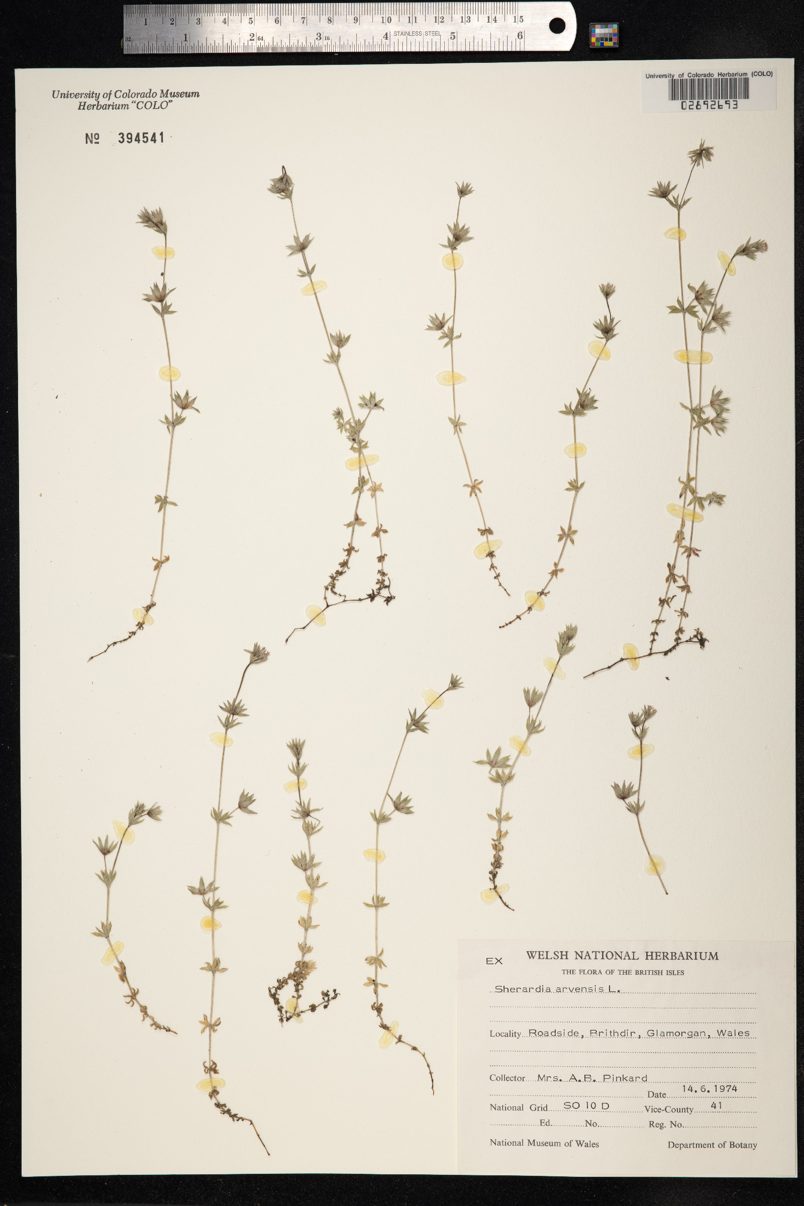 Sherardia arvensis image