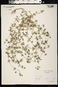 Sherardia arvensis image