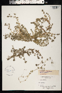Sherardia arvensis image