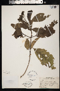 Tarenna sambucina image
