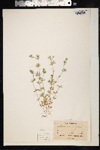 Sherardia arvensis image
