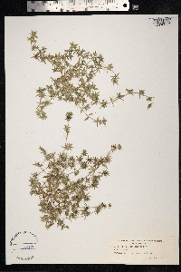 Sherardia arvensis image