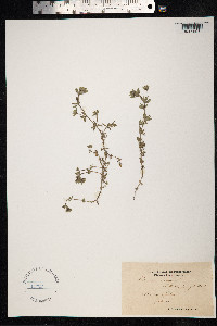 Sherardia arvensis image