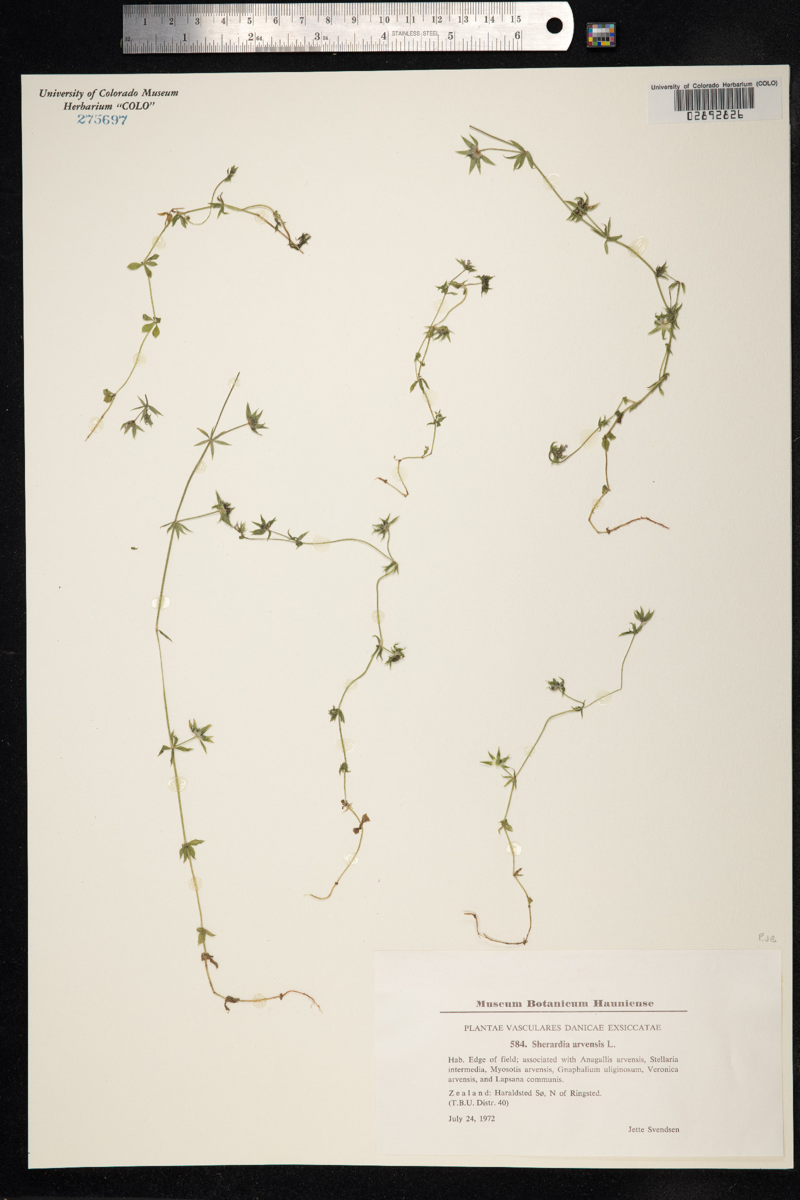 Sherardia arvensis image