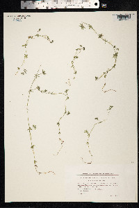 Sherardia arvensis image