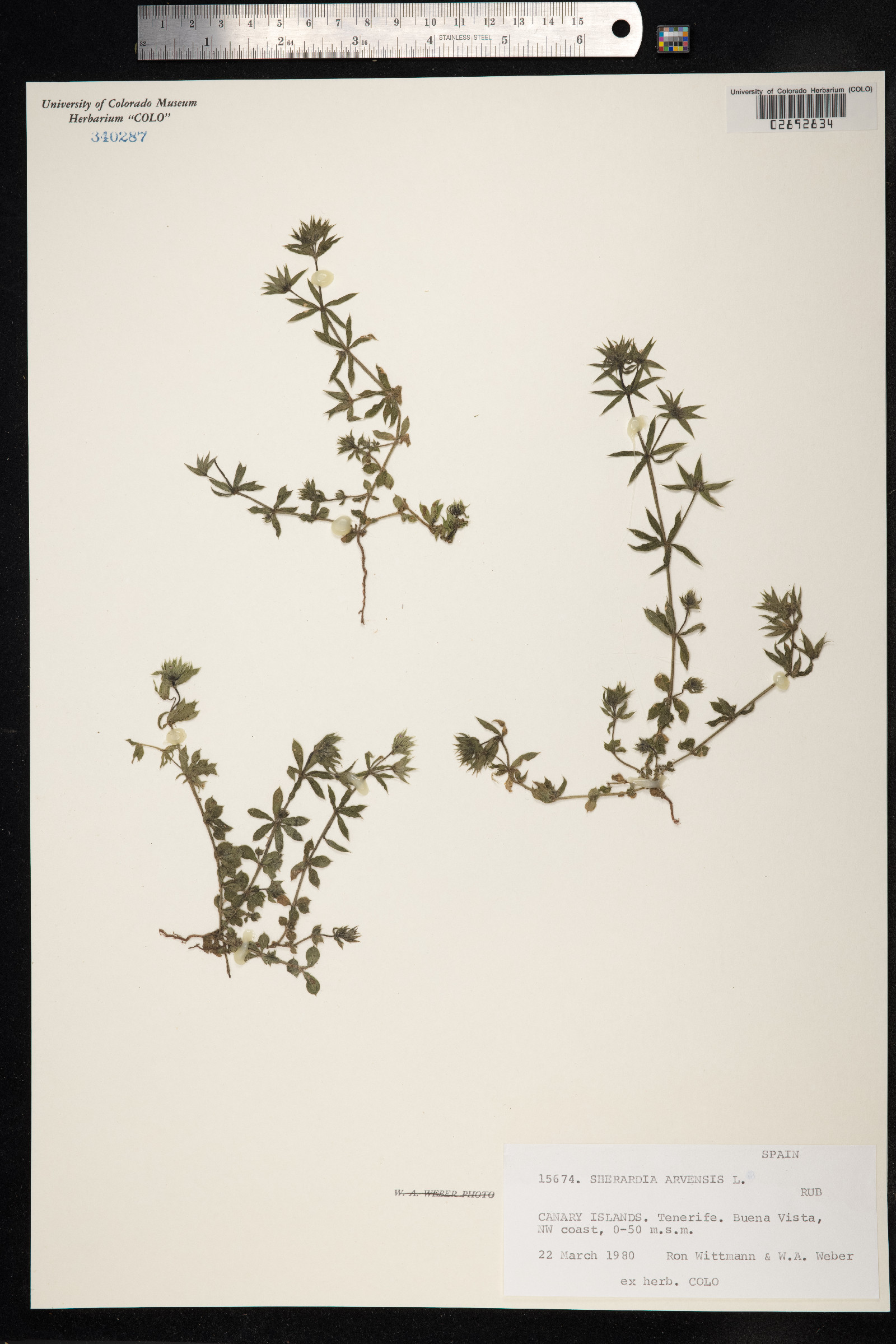 Sherardia arvensis image