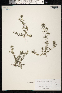 Sherardia arvensis image