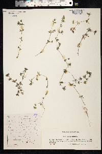 Sherardia arvensis image