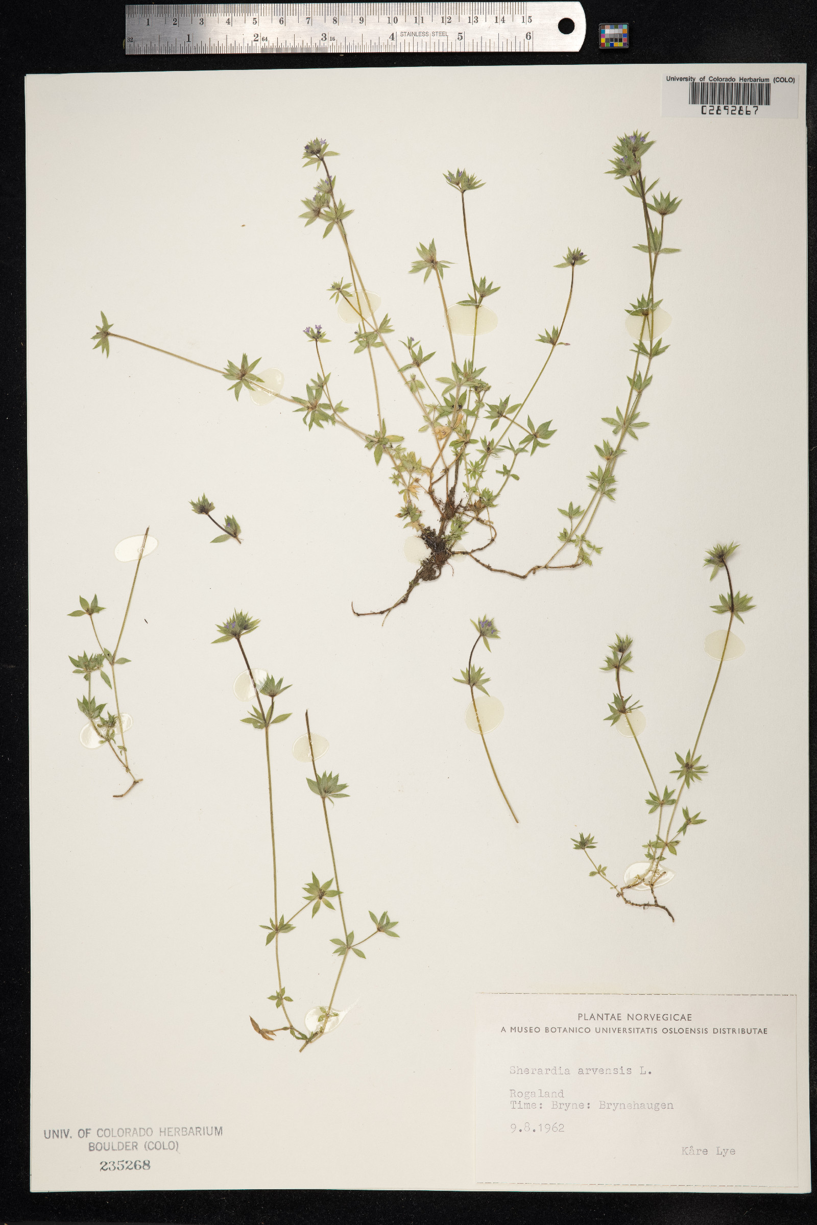 Sherardia arvensis image