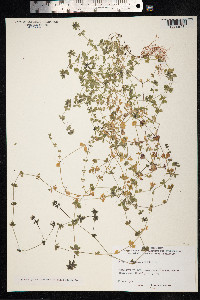 Sherardia arvensis image