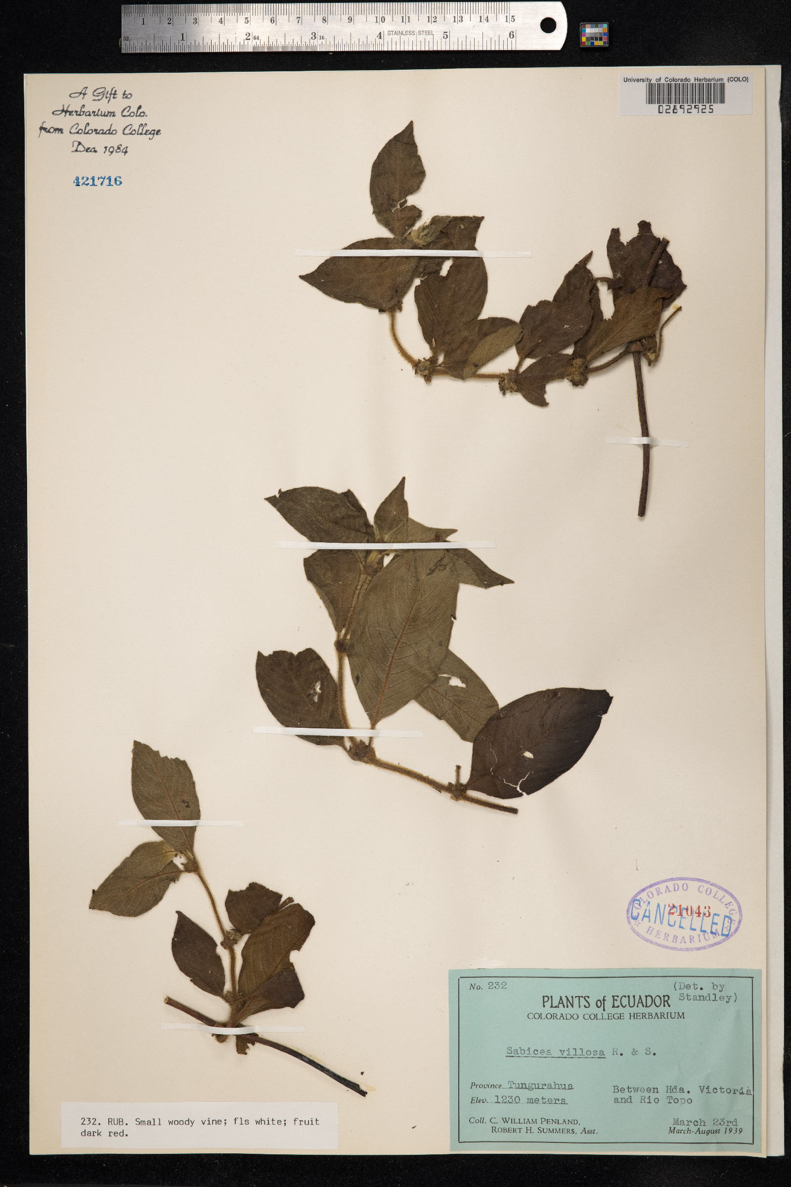 Sabicea villosa image