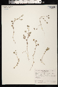 Sherardia arvensis image