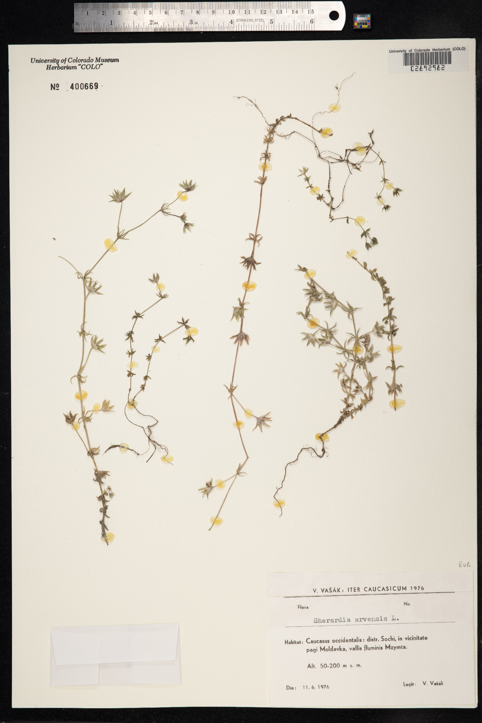 Sherardia arvensis image