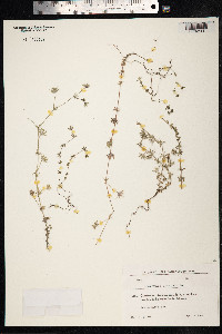 Sherardia arvensis image