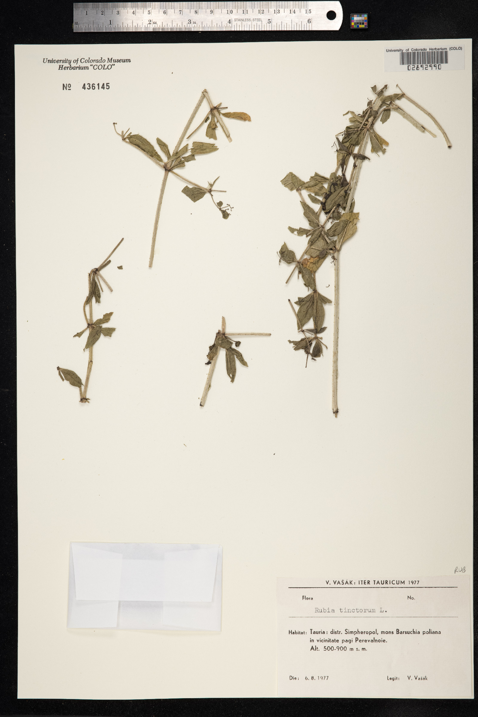 Rubia tinctorum image