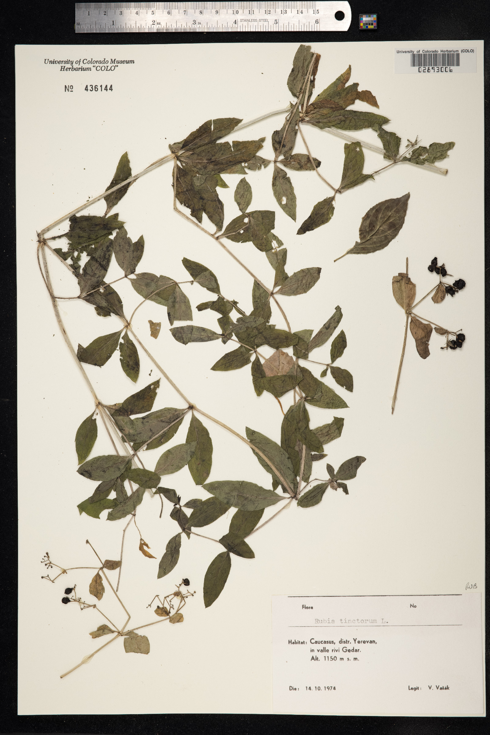Rubia tinctorum image
