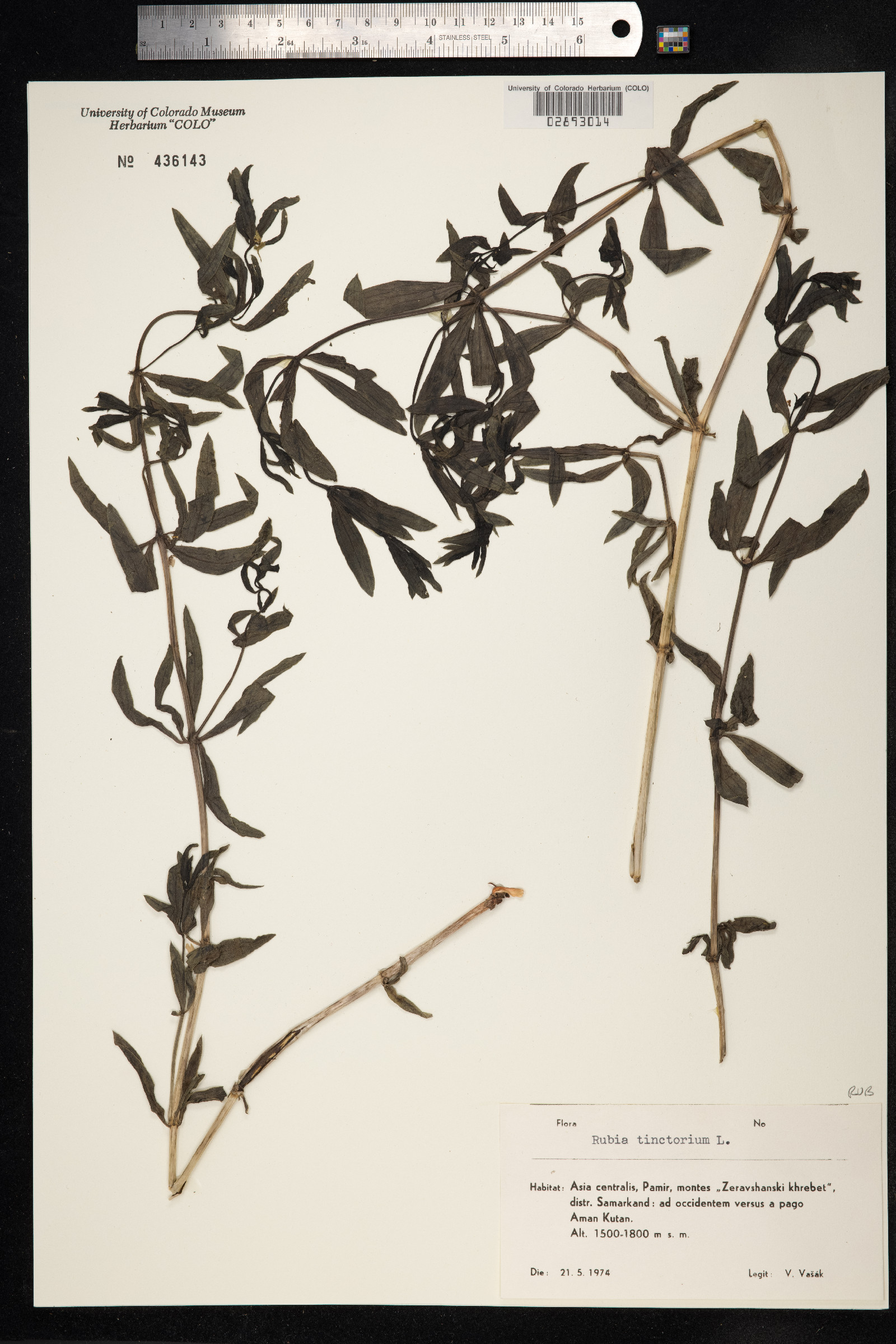 Rubia tinctorum image