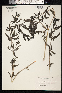 Rubia tinctorum image