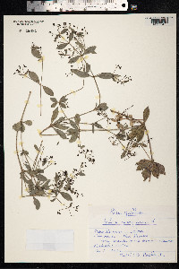 Rubia peregrina image