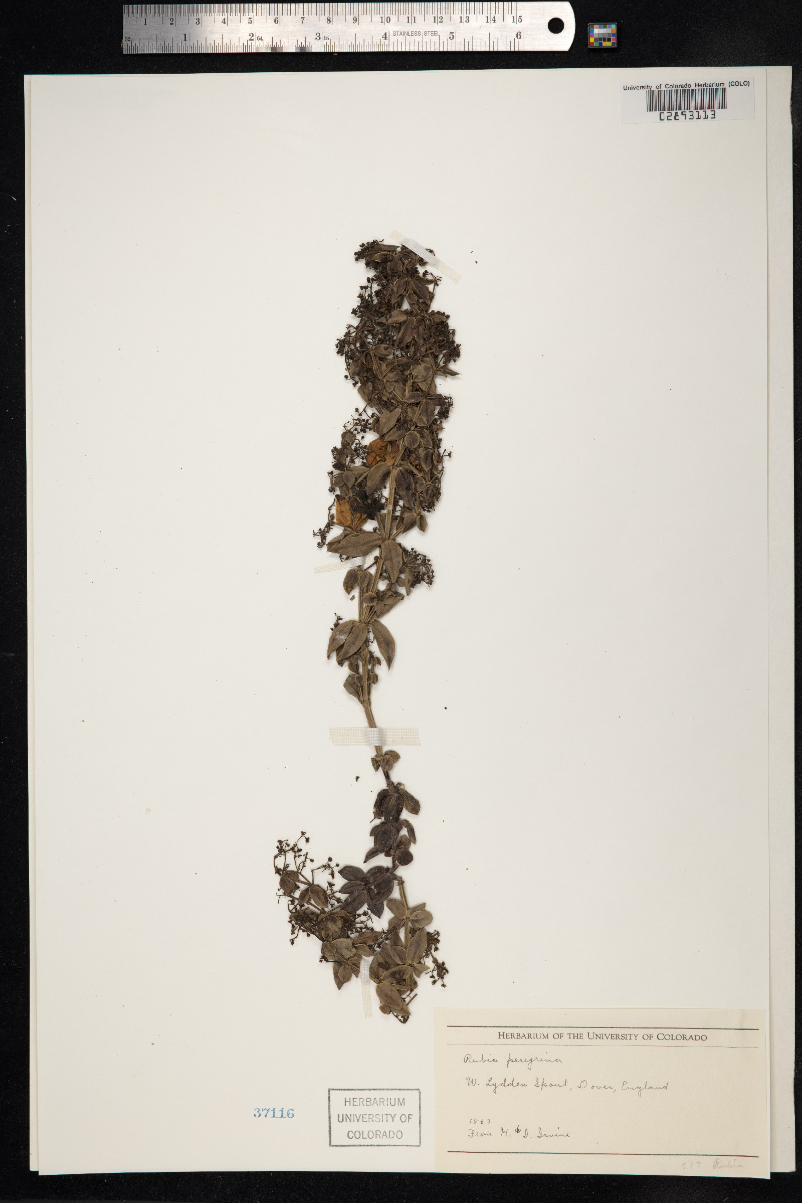 Rubia peregrina image