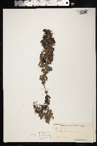 Rubia peregrina image