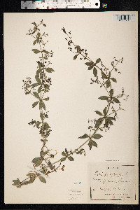 Rubia peregrina image