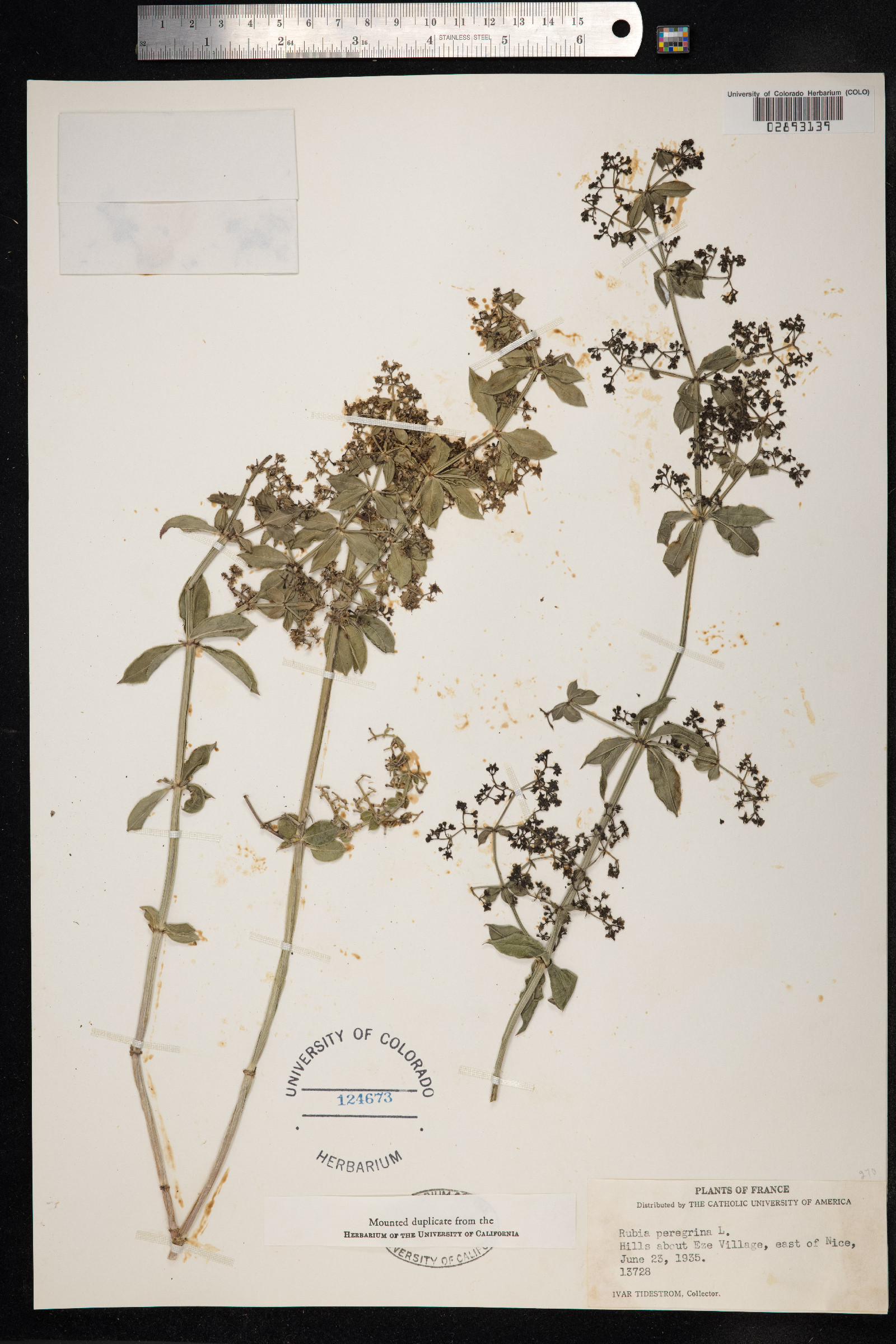 Rubia peregrina image