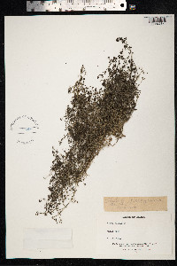 Rubia peregrina image